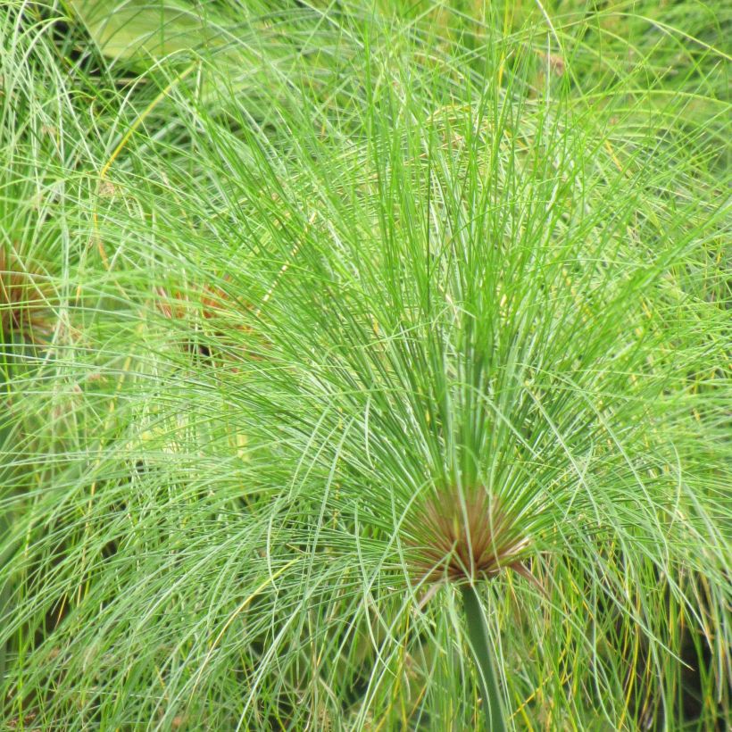 Cyperus papyrus - Papiro (Follaje)