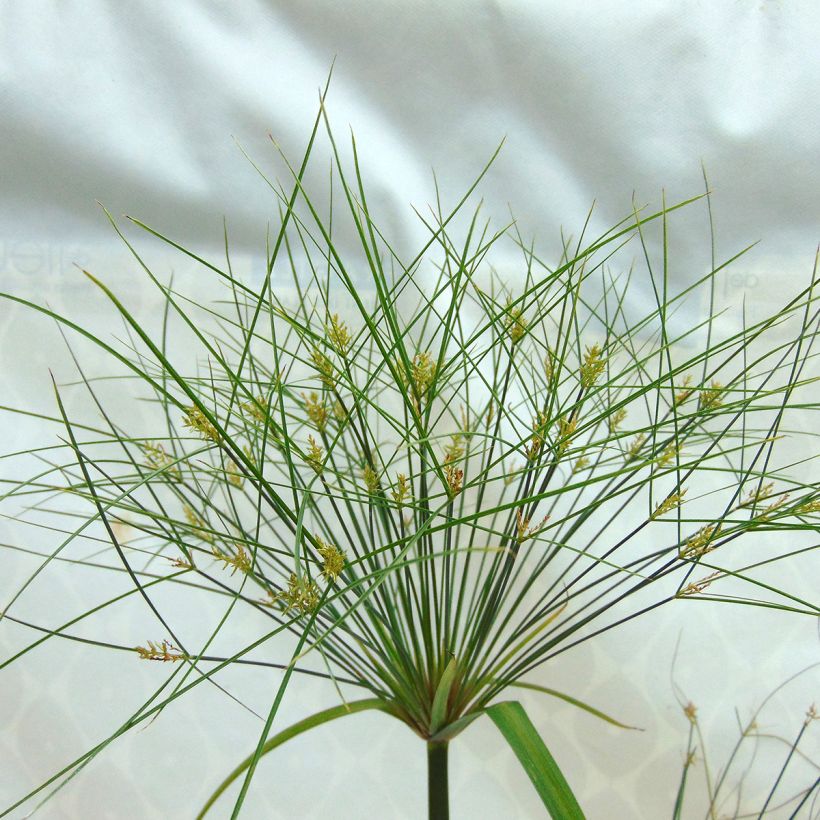 Cyperus papyrus Akhenaton - Papiro (Floración)