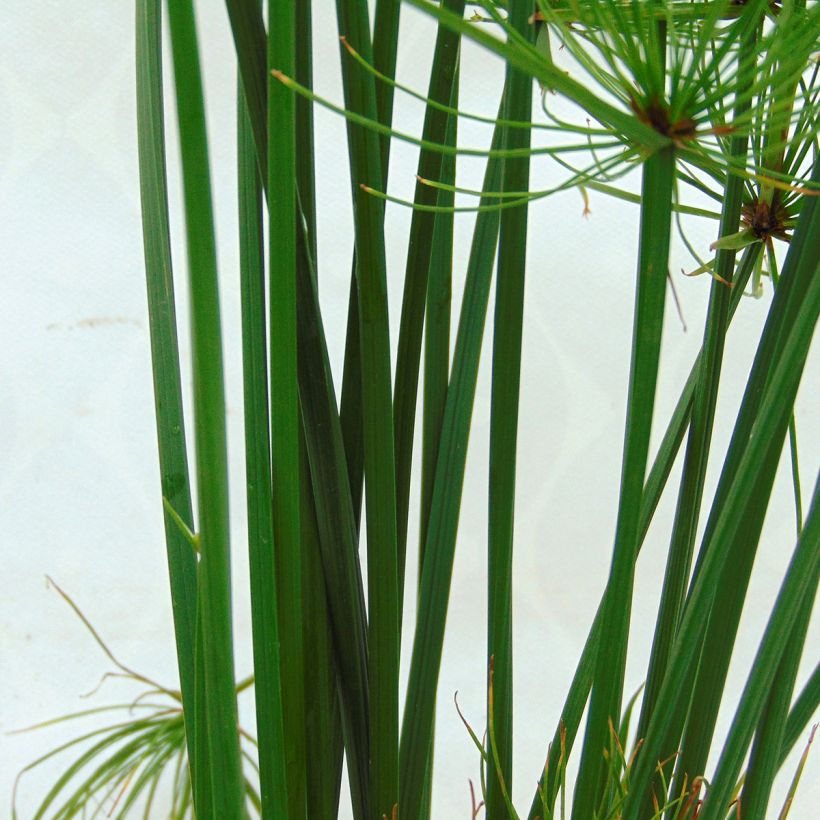 Cyperus papyrus Cleopatra - Papiro (Follaje)