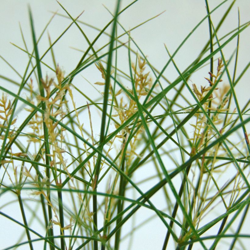 Cyperus papyrus - Papiro (Floración)