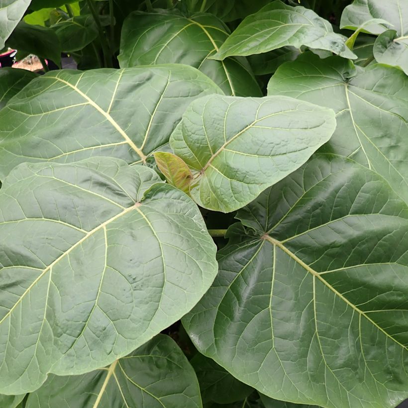 Árbol de los tomates Red - Cyphomandra betacea (Follaje)