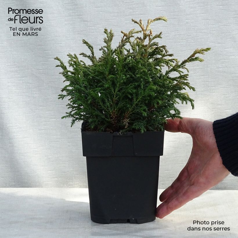 Cyprès Sawara - Chamaecyparis pisifera Baby Blue                Pot de 3L/4L Ejemplar entregado en invierno