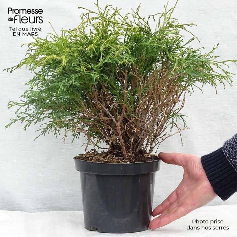 Cyprès Sawara - Chamaecyparis pisifera Filifera                 Pot de 2L/3L Ejemplar entregado en invierno