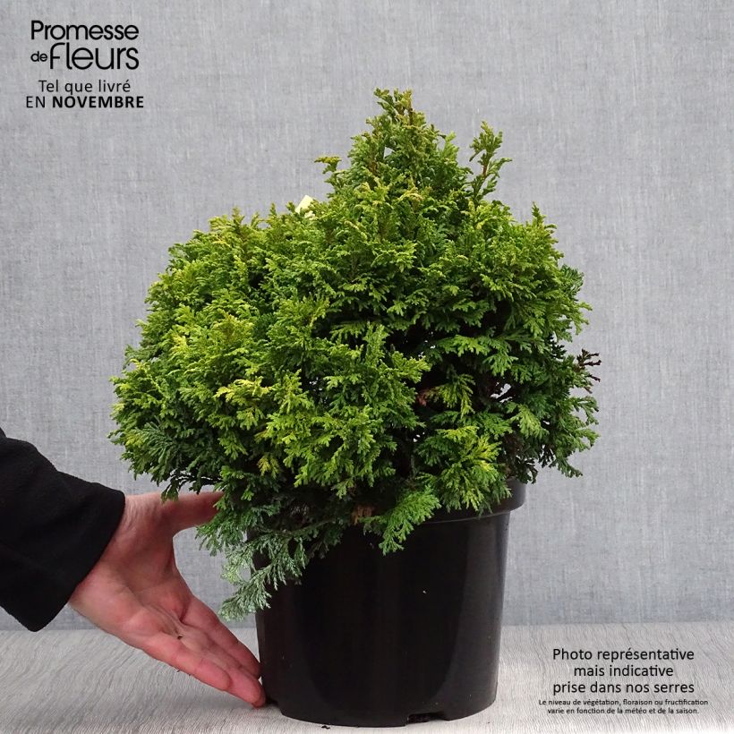 Ejemplar de Cyprès Sawara - Chamaecyparis pisifera Golden Pincushion en pot de 4l/5l entregado en otoño