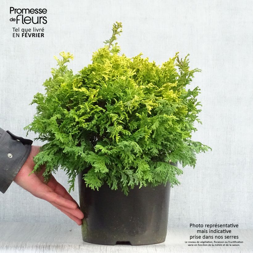 Cyprès Sawara - Chamaecyparis pisifera Golden Pincushion en pot de 4l/5l Ejemplar entregado en invierno