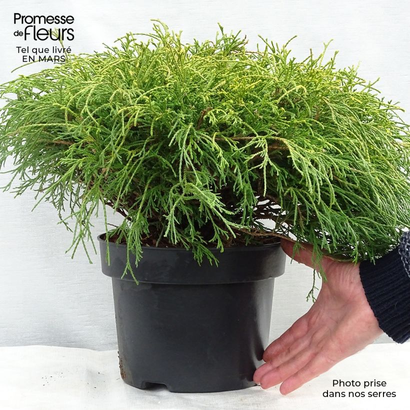 Cyprès Sawara - Chamaecyparis pisifera Sungold                   Pot de 4L/5L Ejemplar entregado en invierno