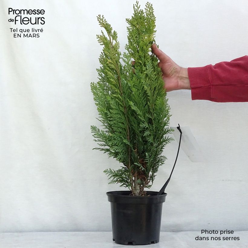 Cyprès de Lawson - Chamaecyparis lawsoniana Alumigold en pot de 2l/3l Ejemplar entregado en invierno