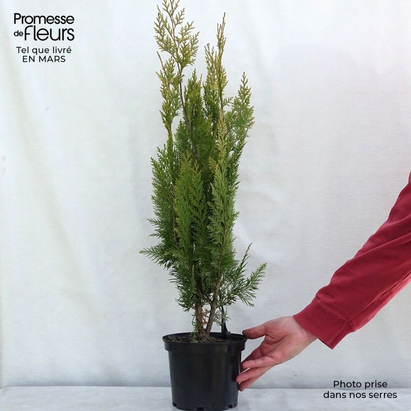 Cyprès de Lawson - Chamaecyparis lawsoniana Alumigold en pot de 7,5l/10l Ejemplar entregado en invierno