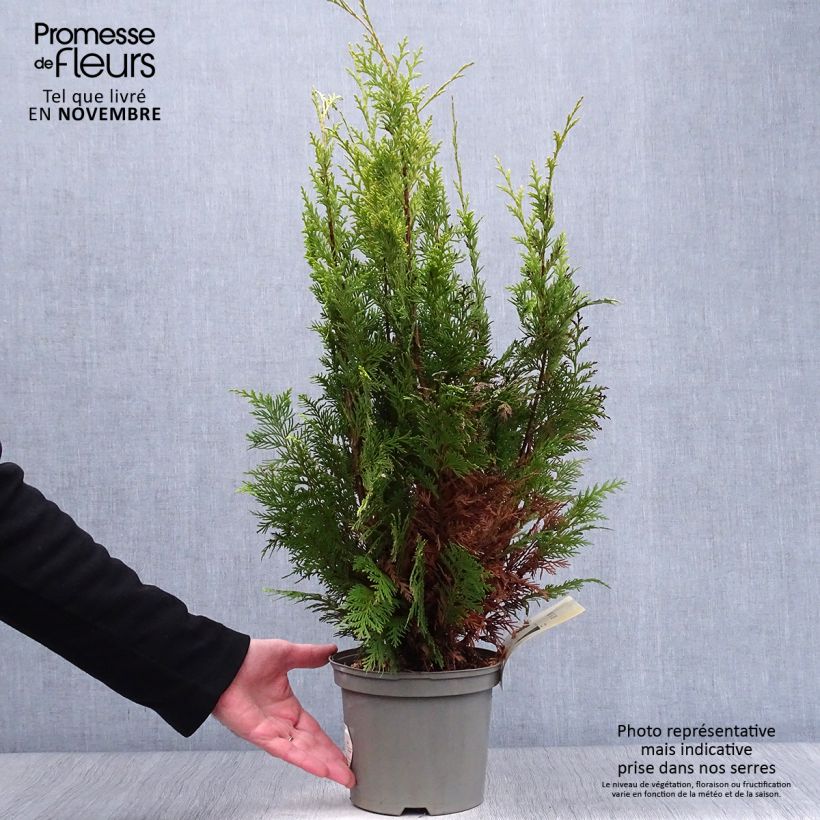 Ejemplar de Cyprès de Lawson - Chamaecyparis lawsoniana Stardust en pot de 2L/3L entregado en otoño