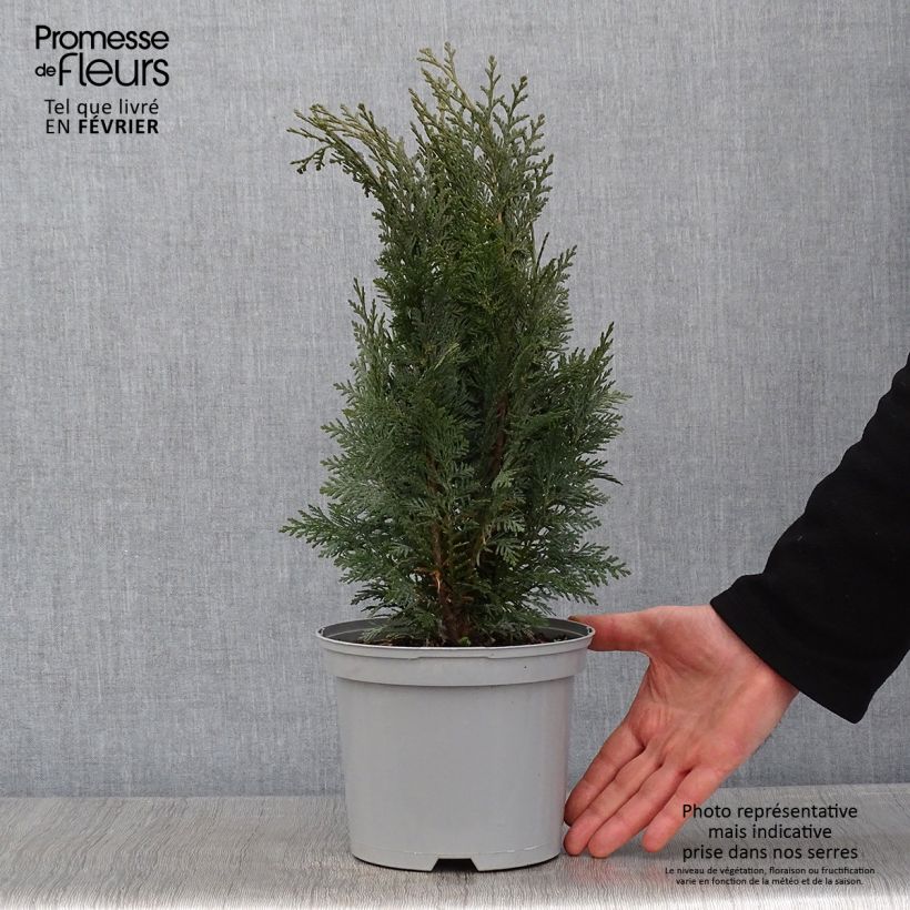 Cyprès de Lawson - Chamaecyparis lawsoniana White Spot Pot de 2L/3L Ejemplar entregado en invierno