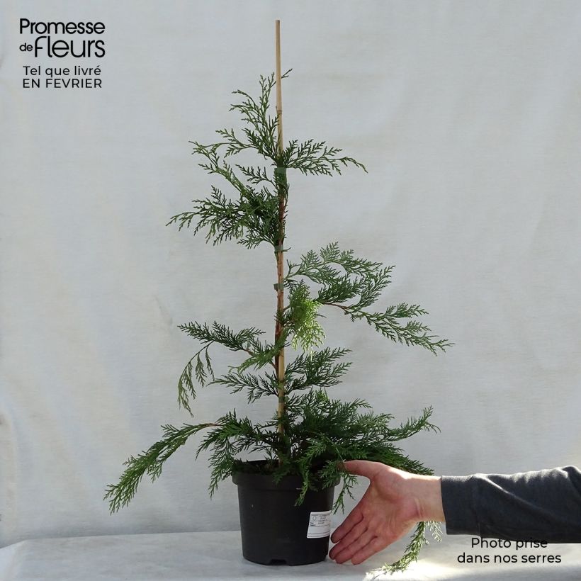 Cyprès de Leyland - Cupressocyparis leylandii en pot de 3L Ejemplar entregado en invierno