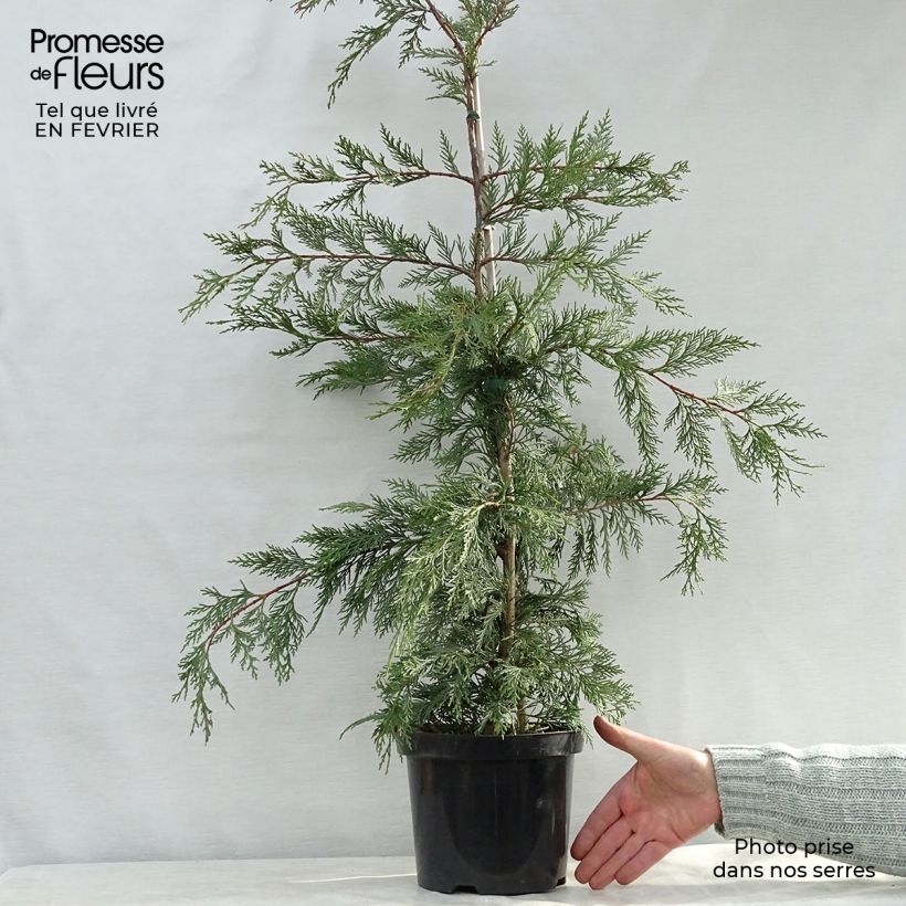 Cyprès de Leyland - Cupressocyparis leylandii cm en pot de 4L Ejemplar entregado en invierno