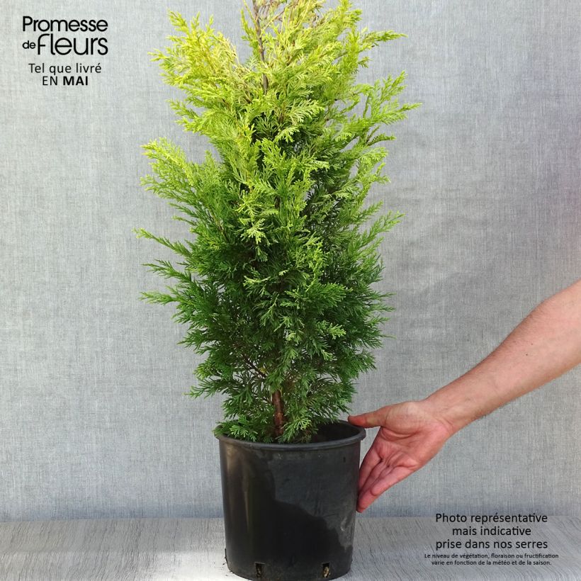 Cyprès de Leyland - Cupressocyparis x leylandii Gold Rider en pot de 6l/7l Ejemplar entregado en la primavera