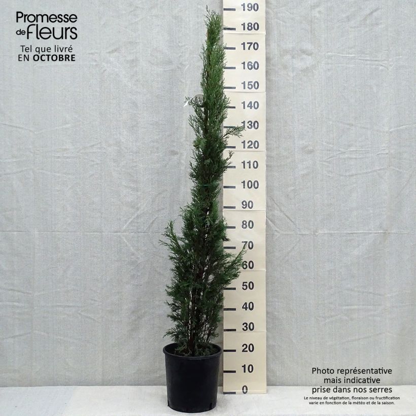 Ejemplar de Cyprès de Provence - Cupressus sempervirens Pyramidalis en pot de 6/7 litres entregado en otoño