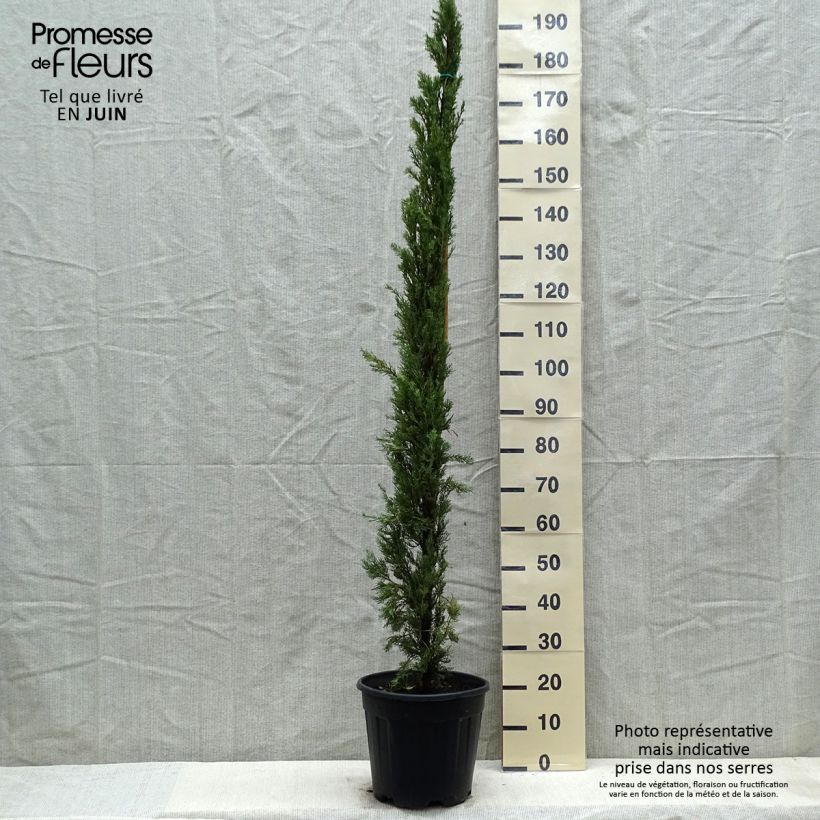 Cupressus sempervirens var. stricta Pyramidalis - Ciprés común Maceta 12L/15LAltura de entrega aprox. 125/150cm Ejemplar entregado en la primavera