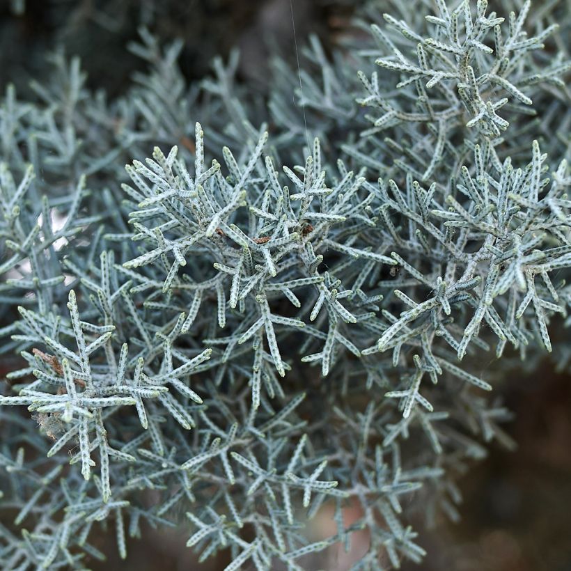 Cupressus arizonica Fastigiata - Ciprés de Arizona (Follaje)