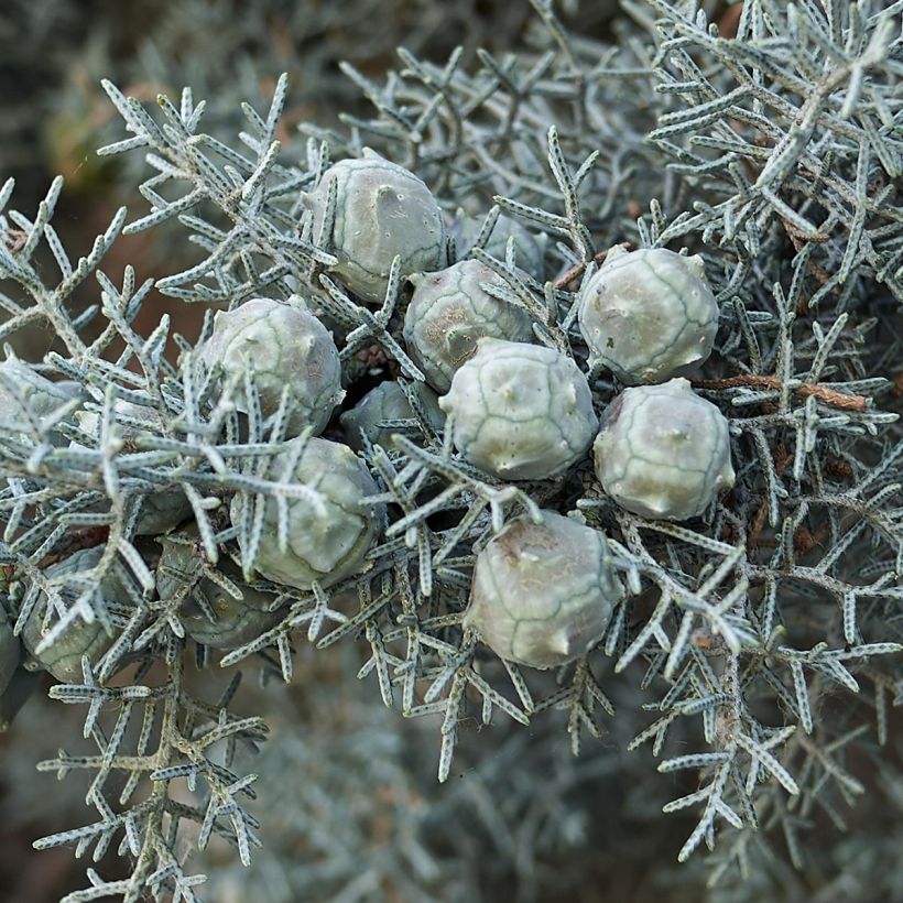 Cupressus arizonica Fastigiata - Ciprés de Arizona (Cosecha)