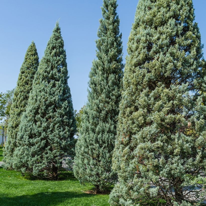 Cupressus arizonica Fastigiata - Ciprés de Arizona (Porte)