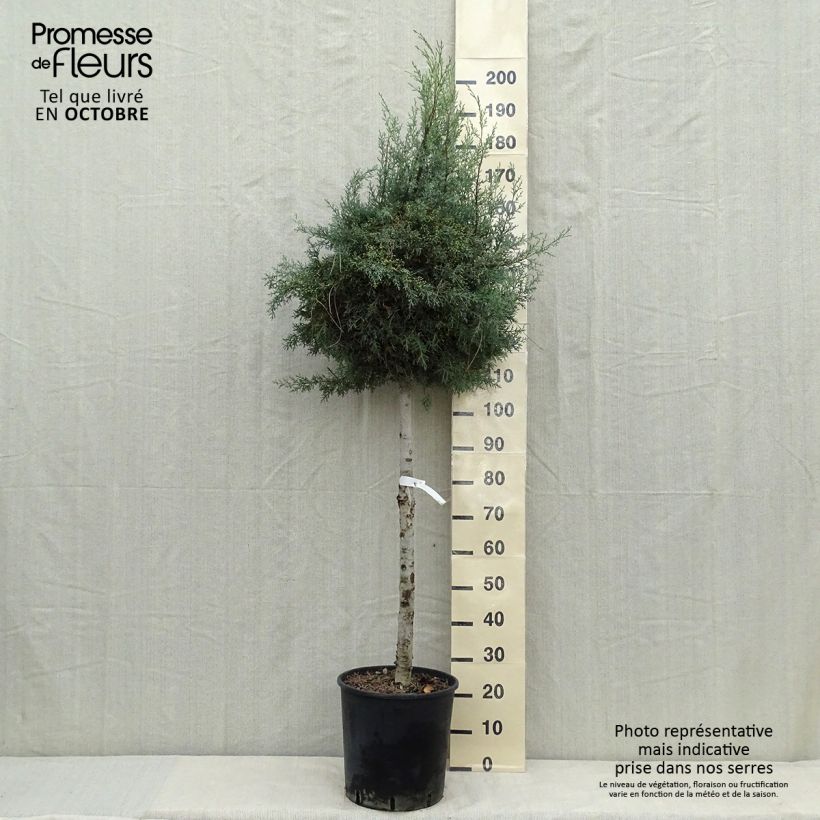 Ejemplar de Cyprès de l'Arizona Fastigiata - Cupressus arizonica Pot de 18L/20L entregado en otoño