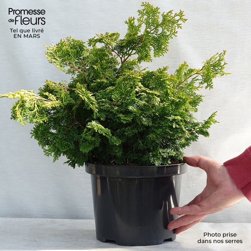 Cyprès hinoki - Chamaecyparis obtusa Rashahiba en pot de 4L/5L Ejemplar entregado en invierno