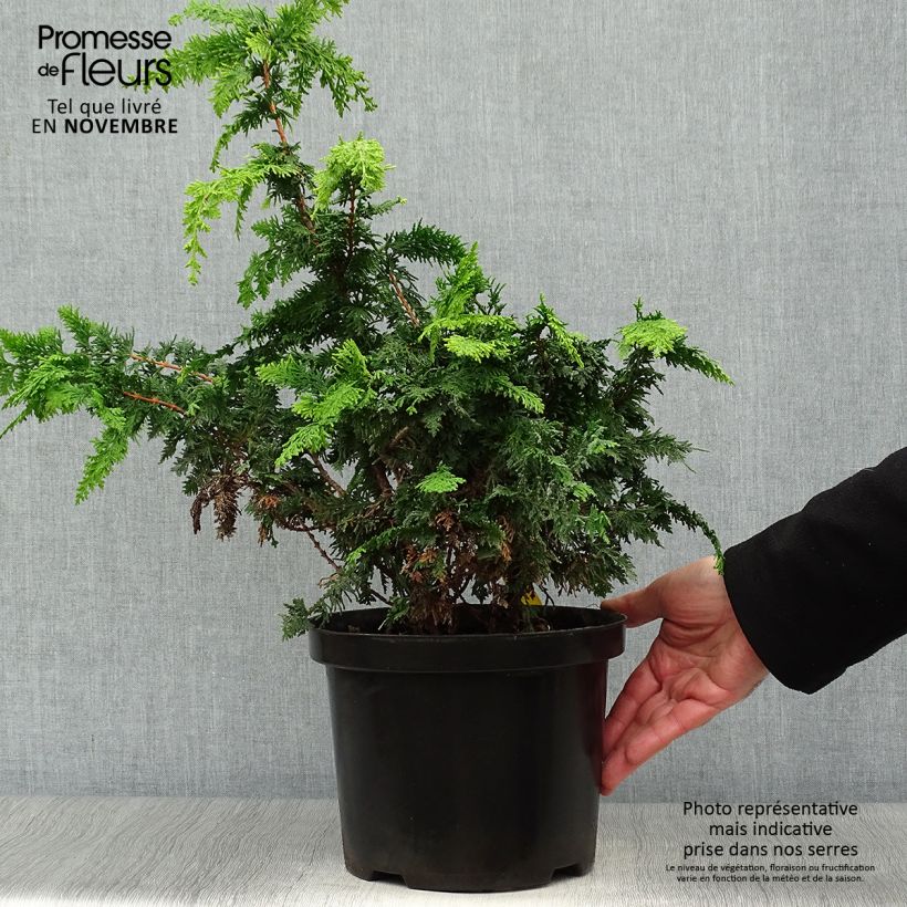 Ejemplar de Cyprès hinoki du Japon - Chamaecyparis obtusa Fernspray Gold en pot de 4L/5L entregado en otoño