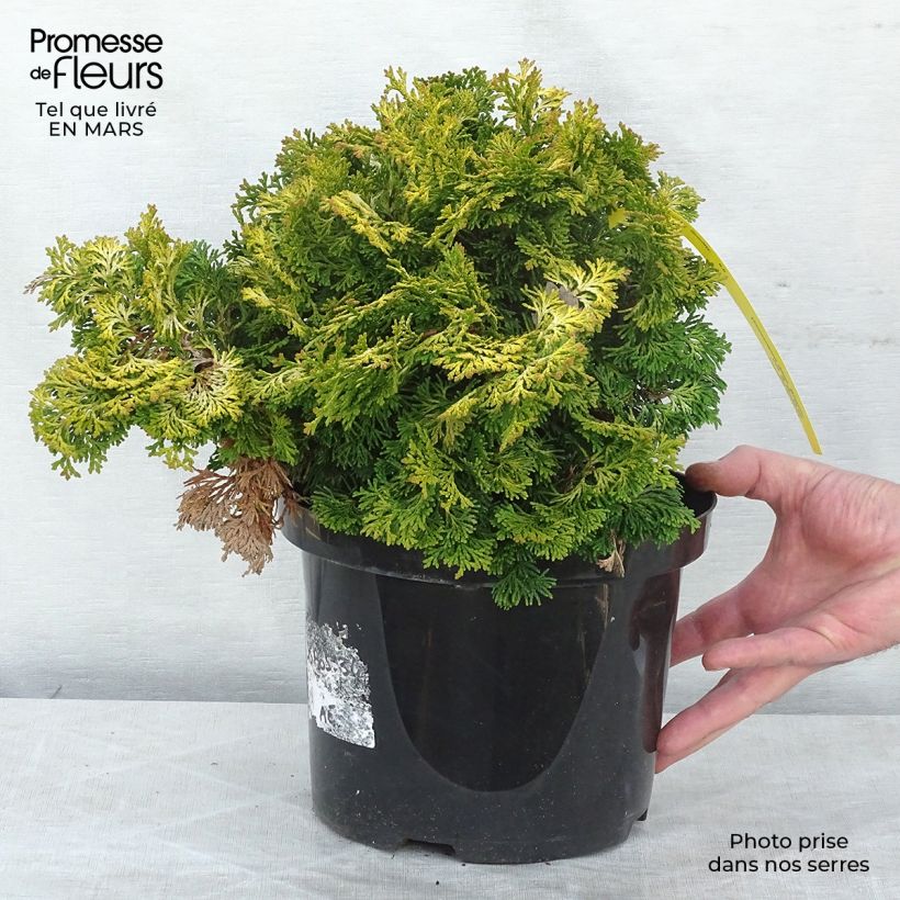 Cyprès hinoki du Japon - Chamaecyparis obtusa Maureen en pot de 4L/5L Ejemplar entregado en invierno