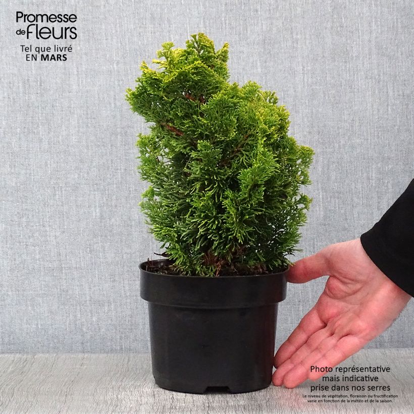 Cyprès hinoki du Japon - Chamaecyparis obtusa Meroki Twin Pot de 2L/3L Ejemplar entregado en invierno