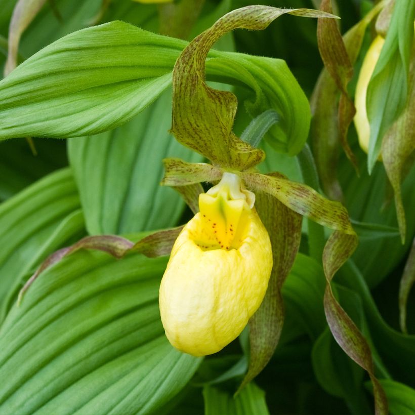 Cypripedium Kristi Lyn (Floración)