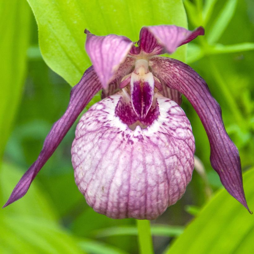 Cypripedium Pinkepank (Floración)