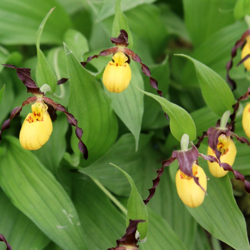 Cypripedium parviflorum var. parviflorum (Floración)