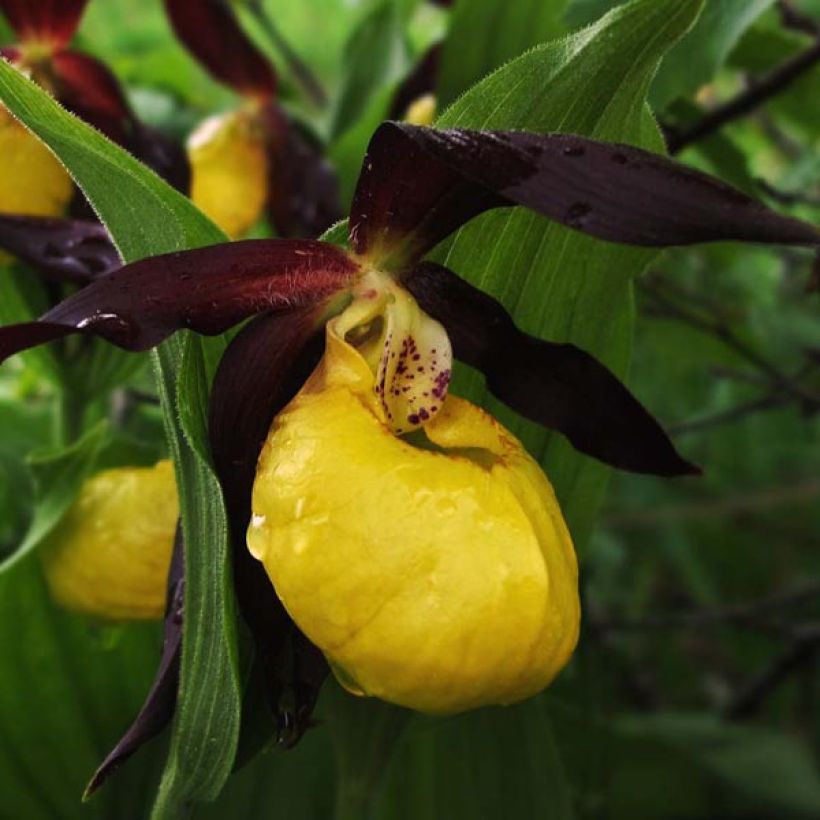 Cypripedium calceolus - Zapato de Venus (Floración)