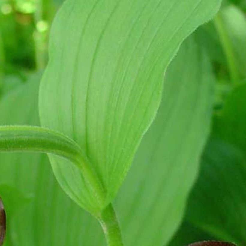 Cypripedium calceolus - Zapato de Venus (Follaje)