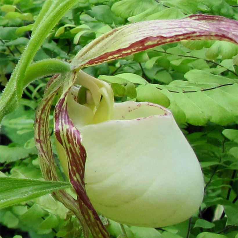 Cypripedium kentuckiense (Floración)