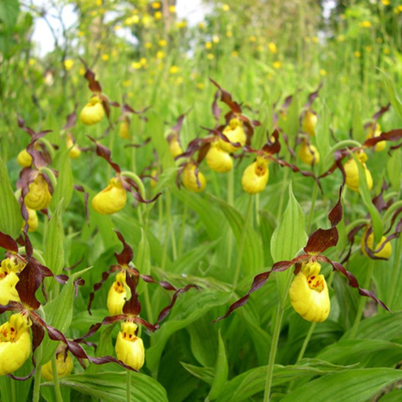 Cypripedium parviflorum var. parviflorum (Porte)