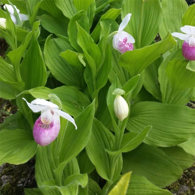 Cypripedium reginae (Follaje)