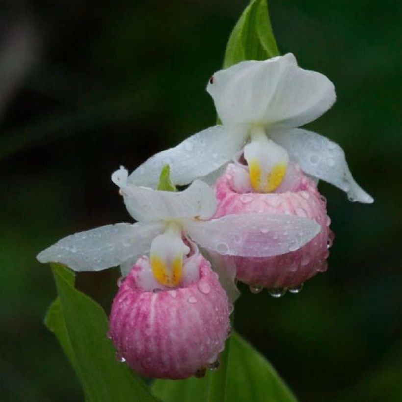 Cypripedium reginae (Floración)