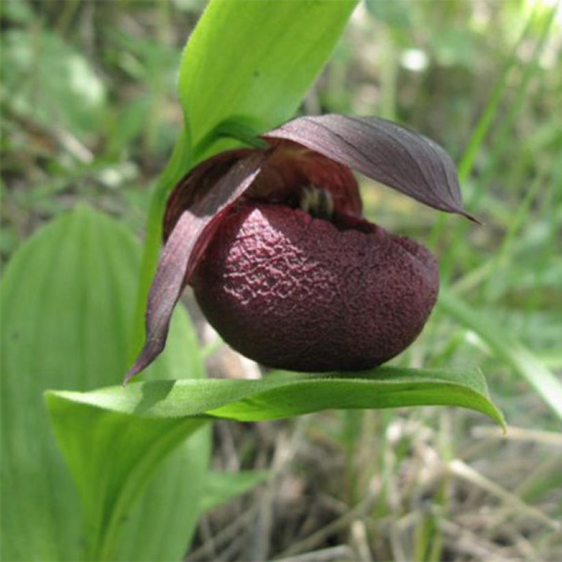 Cypripedium smithii (Floración)