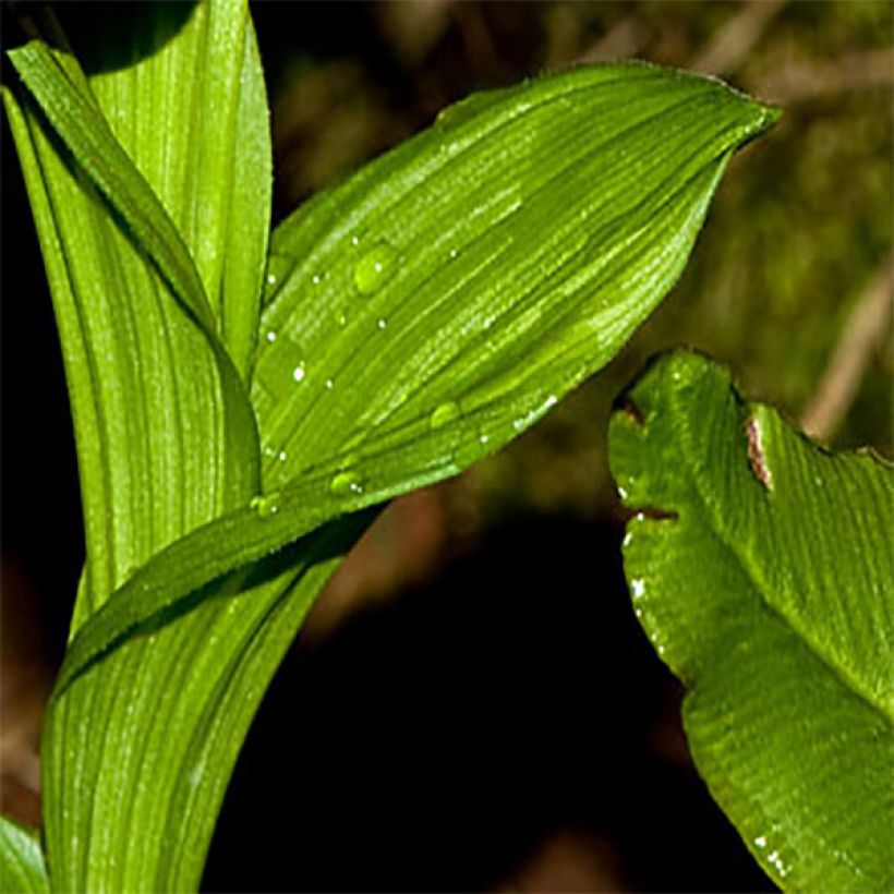 Cypripedium tibeticum (Follaje)