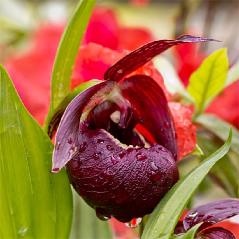 Cypripedium tibeticum (Floración)