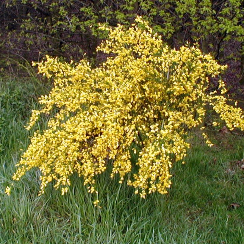 Retama negra Golden Sunlight - Cytisus scoparius (Porte)