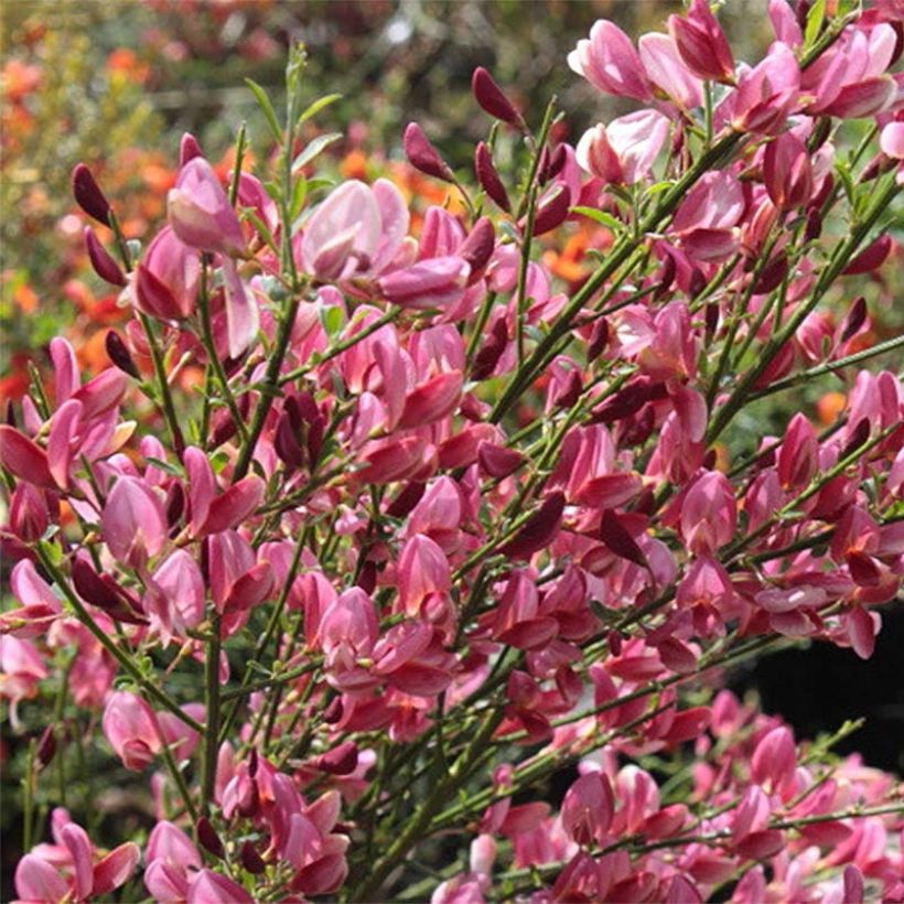 Cytisus praecox Hollandia (Floración)