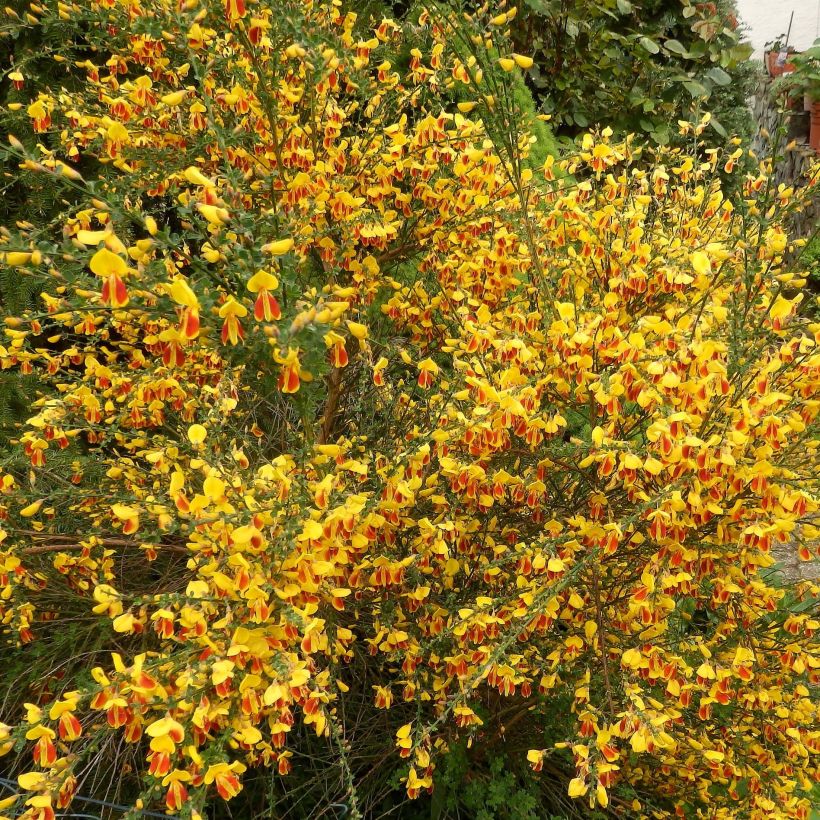 Retama negra Palette - Cytisus scoparius (Floración)