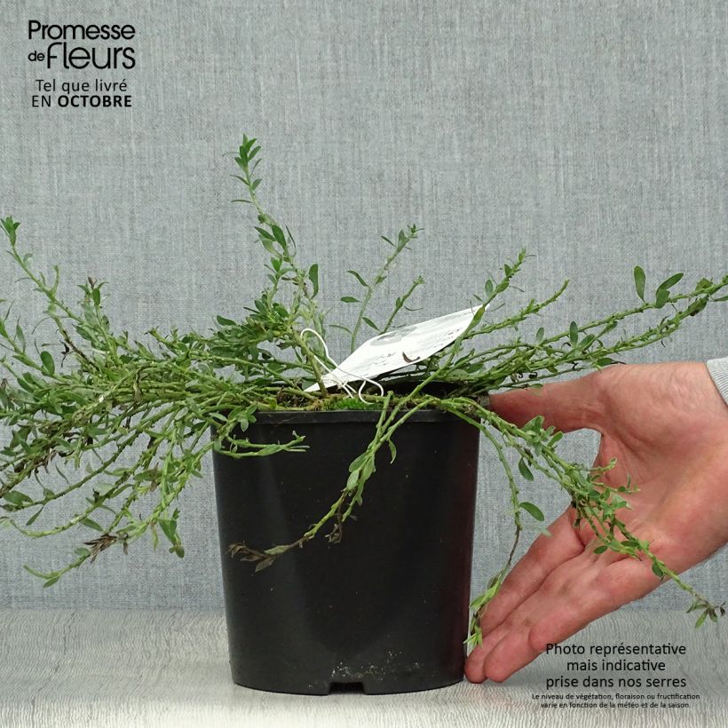 Ejemplar de Cytisus decumbens - Genêt rampant Pot de 2L/3L entregado en otoño