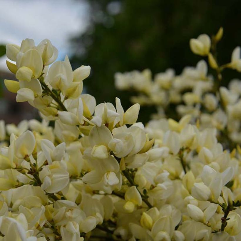 Cytisus kewensis (Floración)