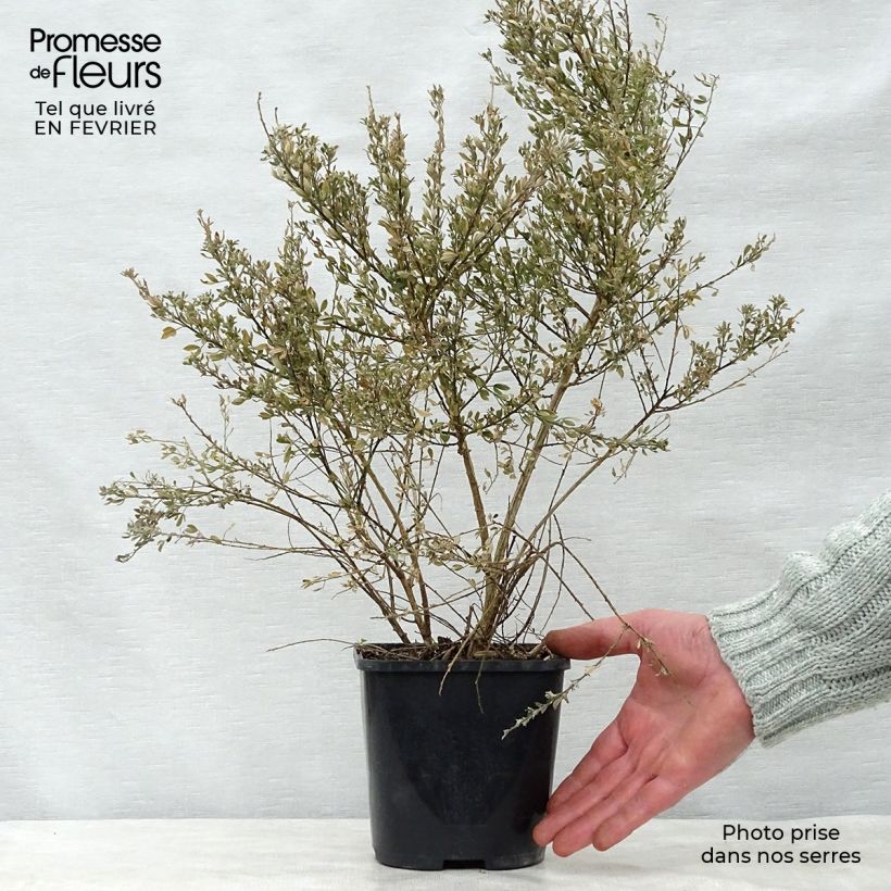 Cytisus racemosus Phebus - Genêt de Tenerife en pot de 2/3L Ejemplar entregado en invierno