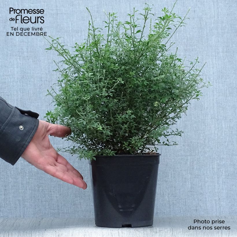 Cytisus racemosus Phebus - Genêt de Tenerife en pot de 4l/5l Ejemplar entregado en invierno