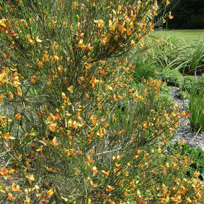 Retama negra Apricot Gem - Cytisus scoparius (Floración)