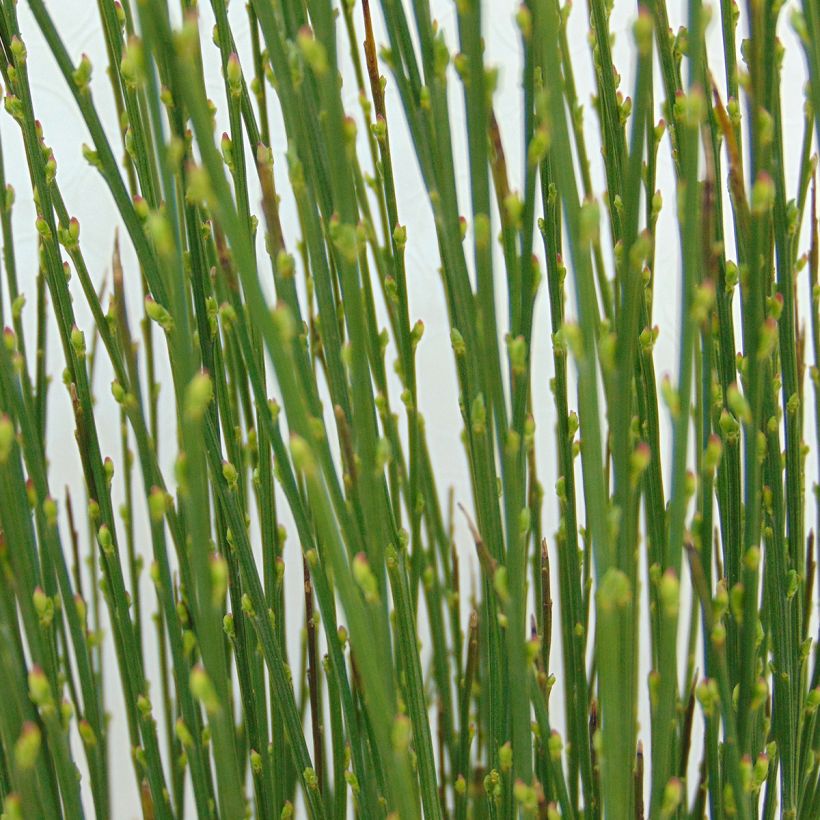 Retama negra Apricot Gem - Cytisus scoparius (Follaje)