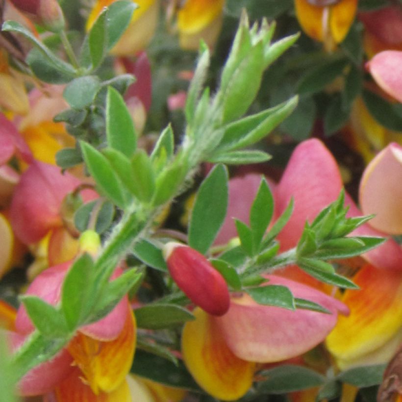 Retama negra La Coquette - Cytisus scoparius (Follaje)