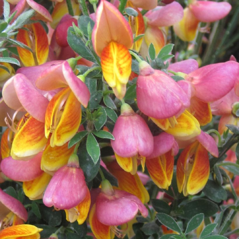 Retama negra La Coquette - Cytisus scoparius (Floración)